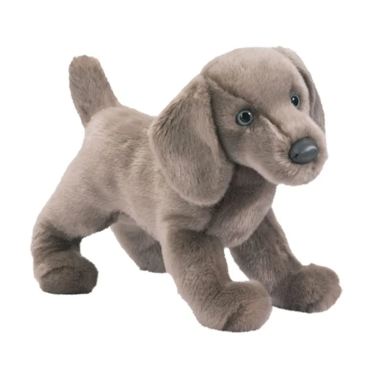 Douglas Cassie Weimaraner