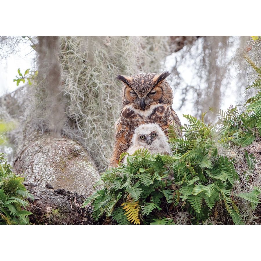 Cobble Hill Great Horned Owl 1000 Piece Puzzle